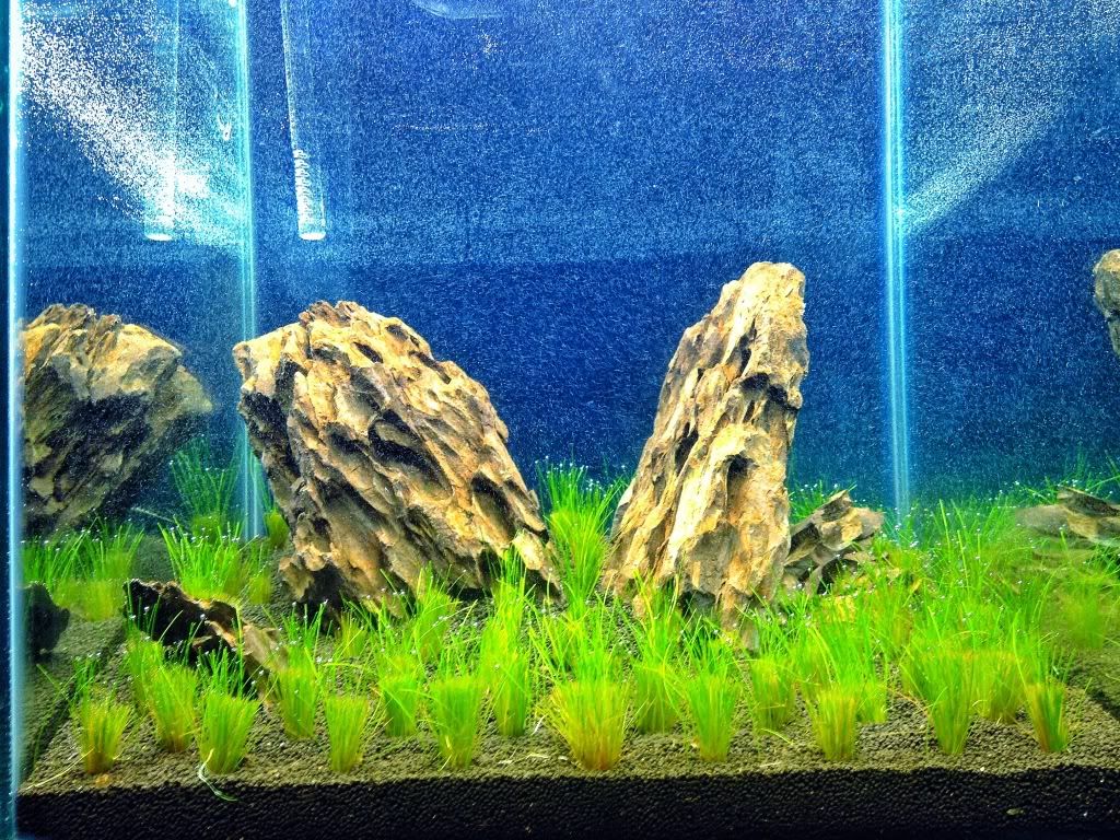 week2aftertrim1.jpg