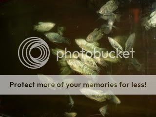 Testing037.jpg