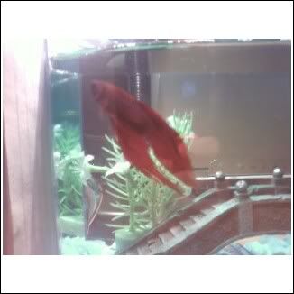betta3.jpg
