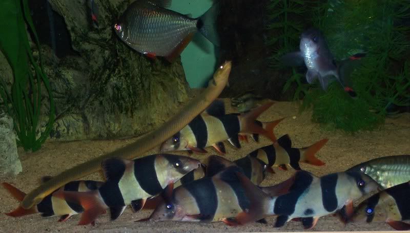 fish005-1.jpg