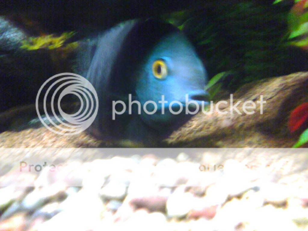 Severum.jpg