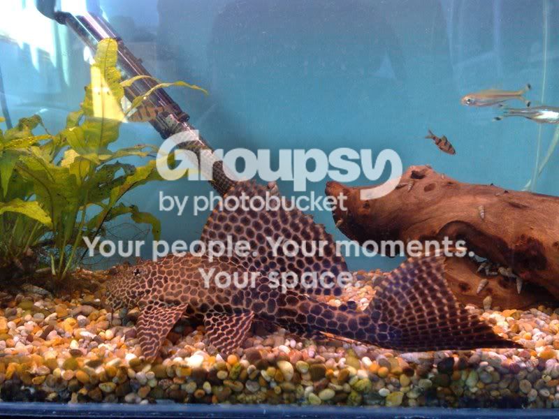 snails.jpg