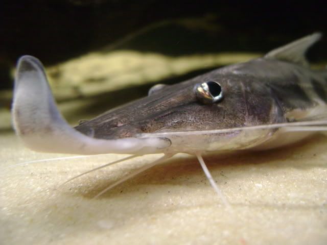 DSC01036.jpg