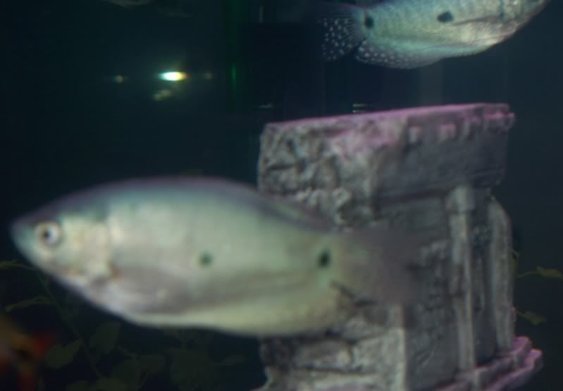 100_2726.jpg