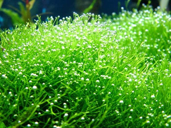 riccia2.jpg