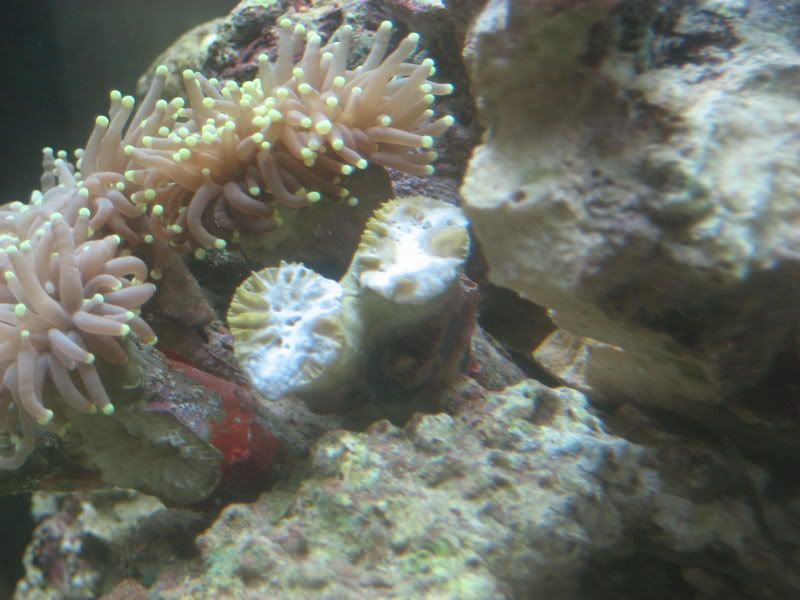 Coral004.jpg