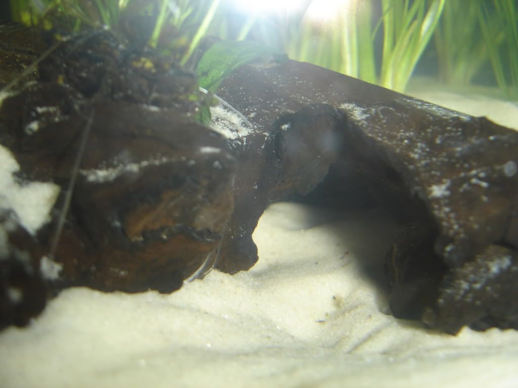 progessof20gallon.jpg