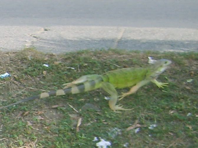 S5008406.jpg