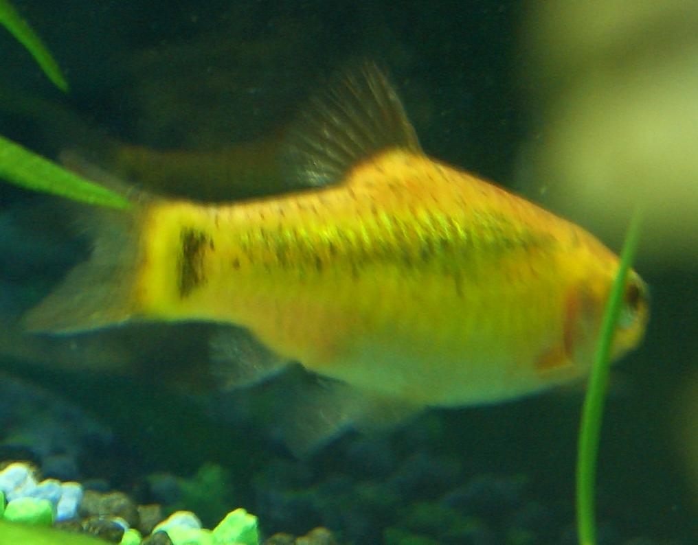 fish2.jpg