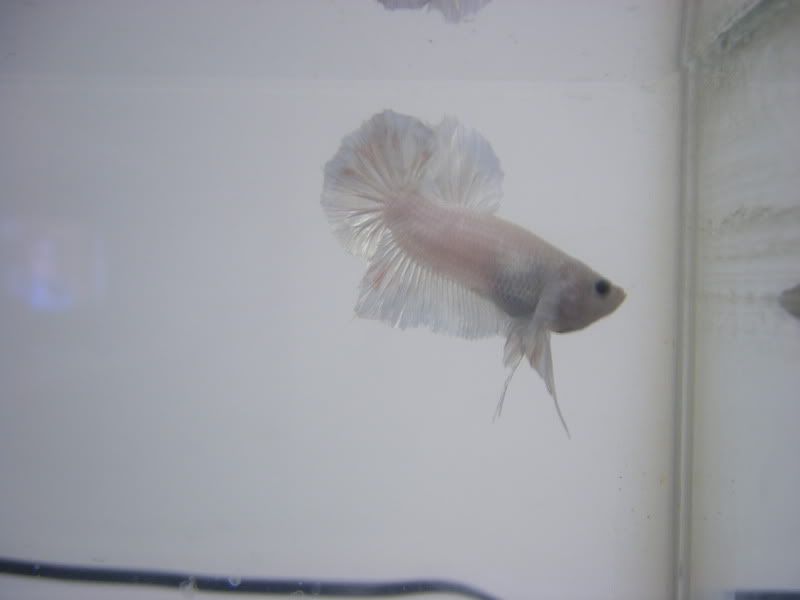 DSCF1109.jpg