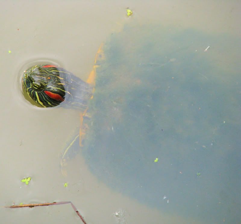Red-earedSlider.jpg