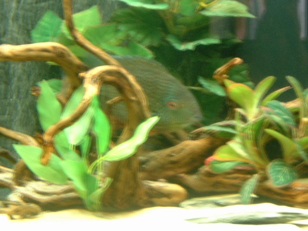 earltheseverumHerosseverus2.jpg