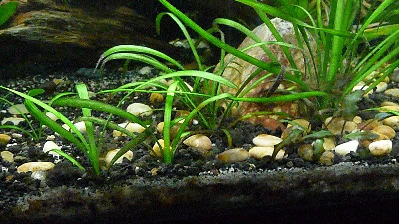 fish510102.jpg
