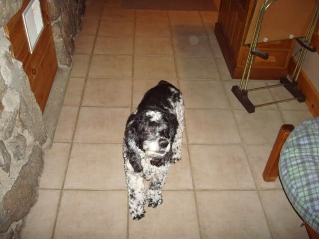 pepper002.jpg