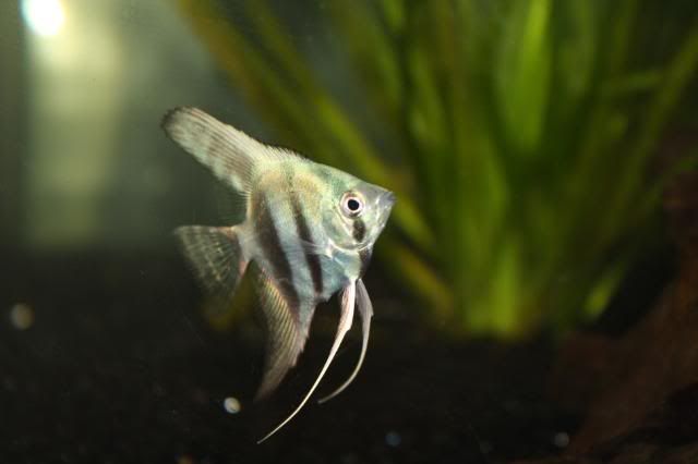 Fish17-05-09040.jpg