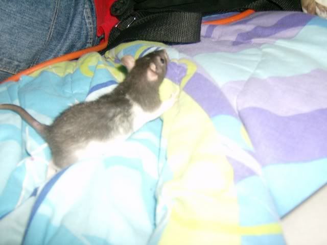 Rats022.jpg