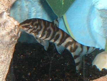 pakistan-loach3.jpg