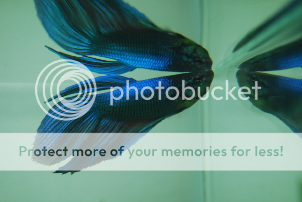 betta1.jpg