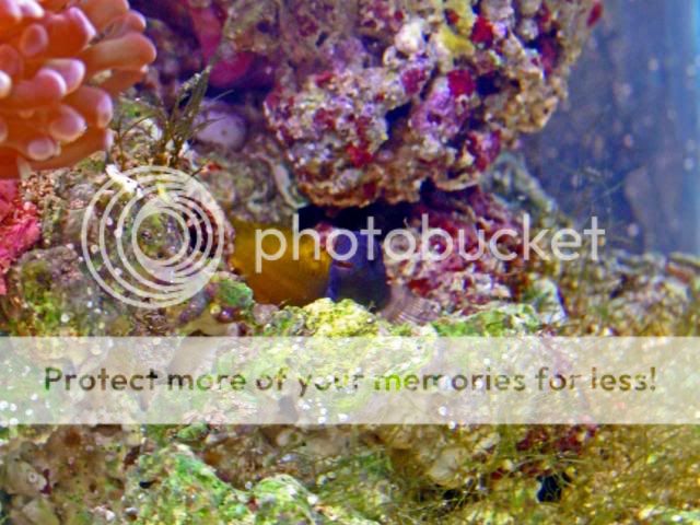 2009_0630Reef0220a.jpg