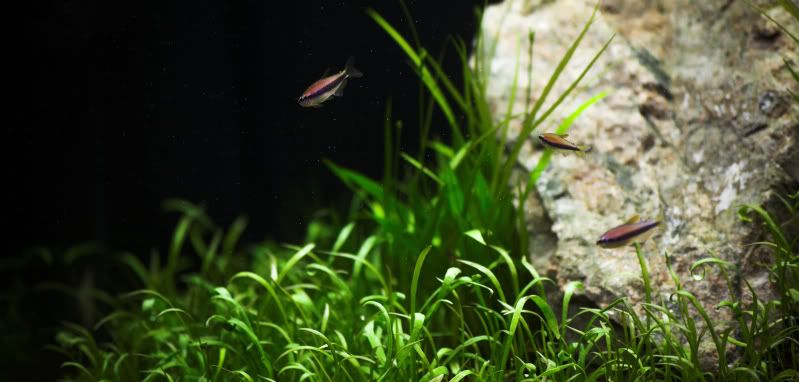 blueemperortetras.jpg