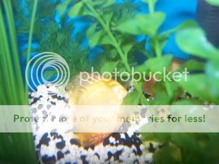 TangerineDiscus003.jpg