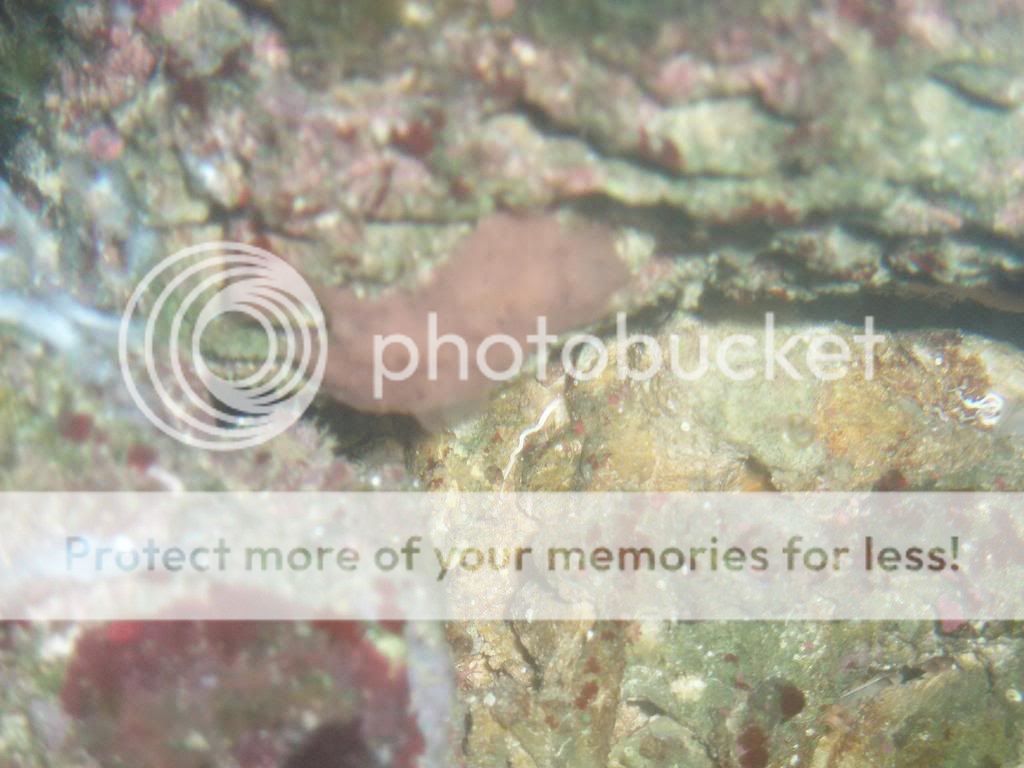 Picture281-1.jpg