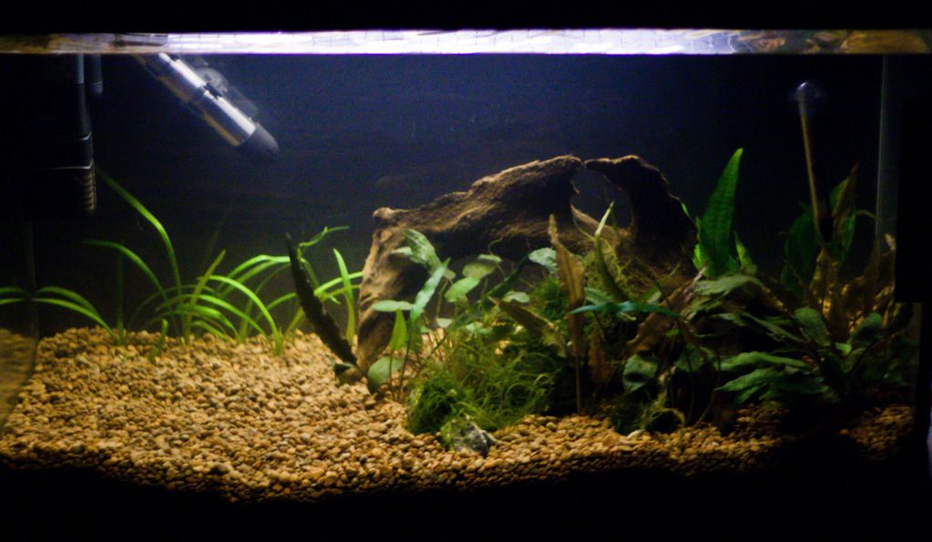 Fish-13.jpg