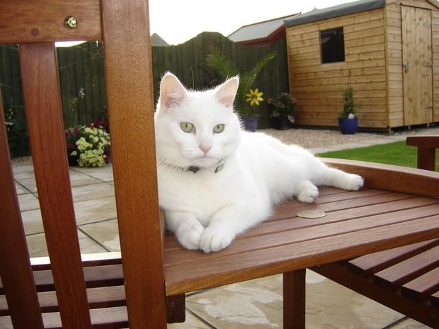 Abbie11-09-06036.jpg