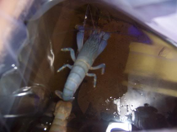 Shrimp1.jpg