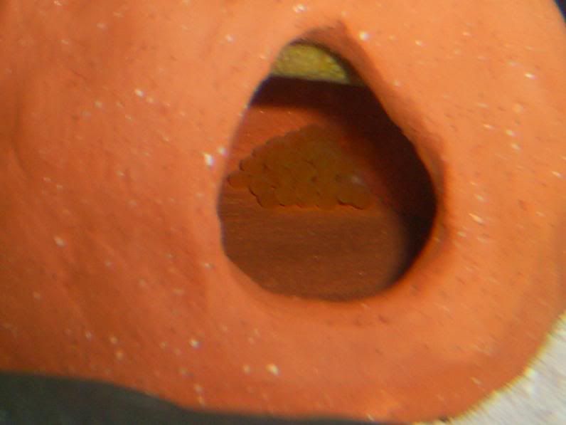 Spawning10-14-02.jpg