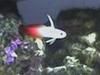 Firefish.jpg