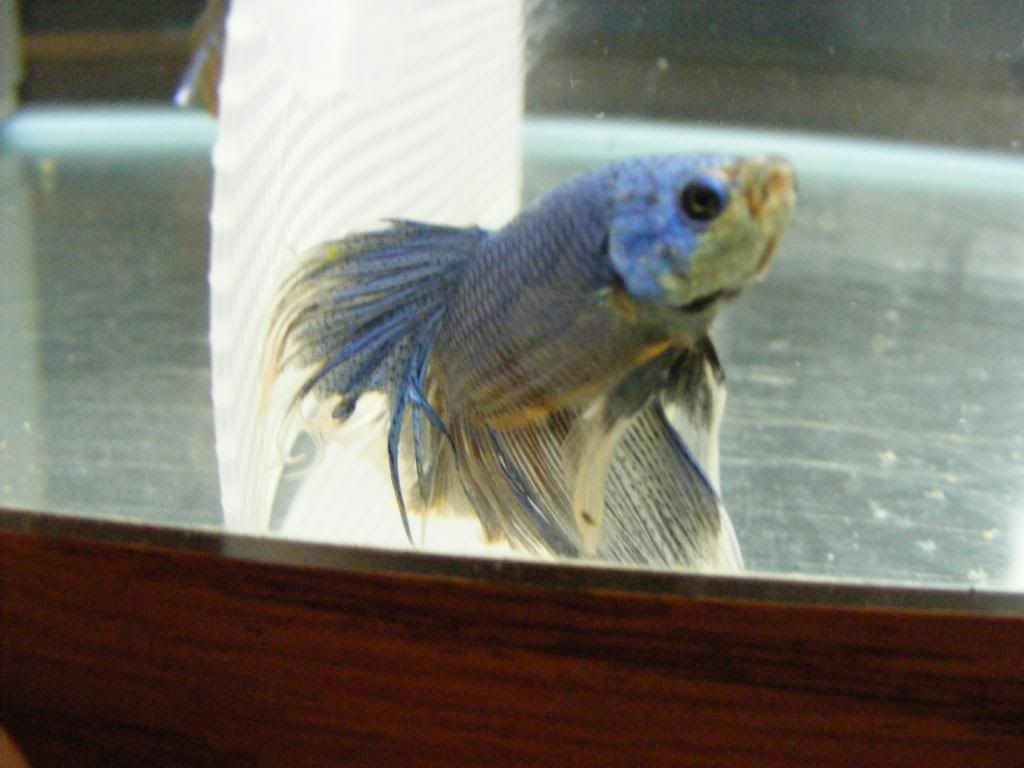 electricblue1.jpg