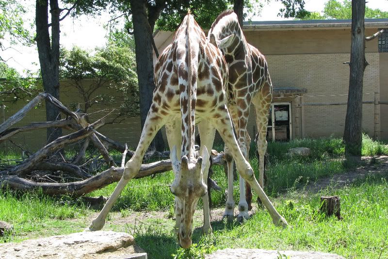 Giraffe7.jpg