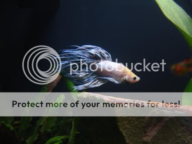 DSC04186.jpg