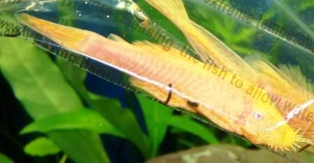 FemaleBristlenose.jpg
