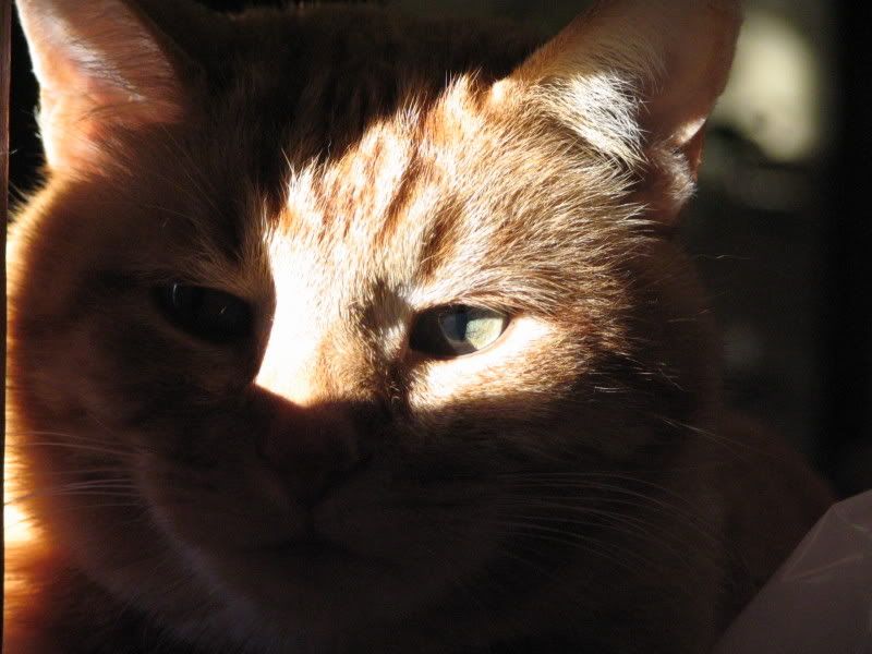 catsinsun026.jpg