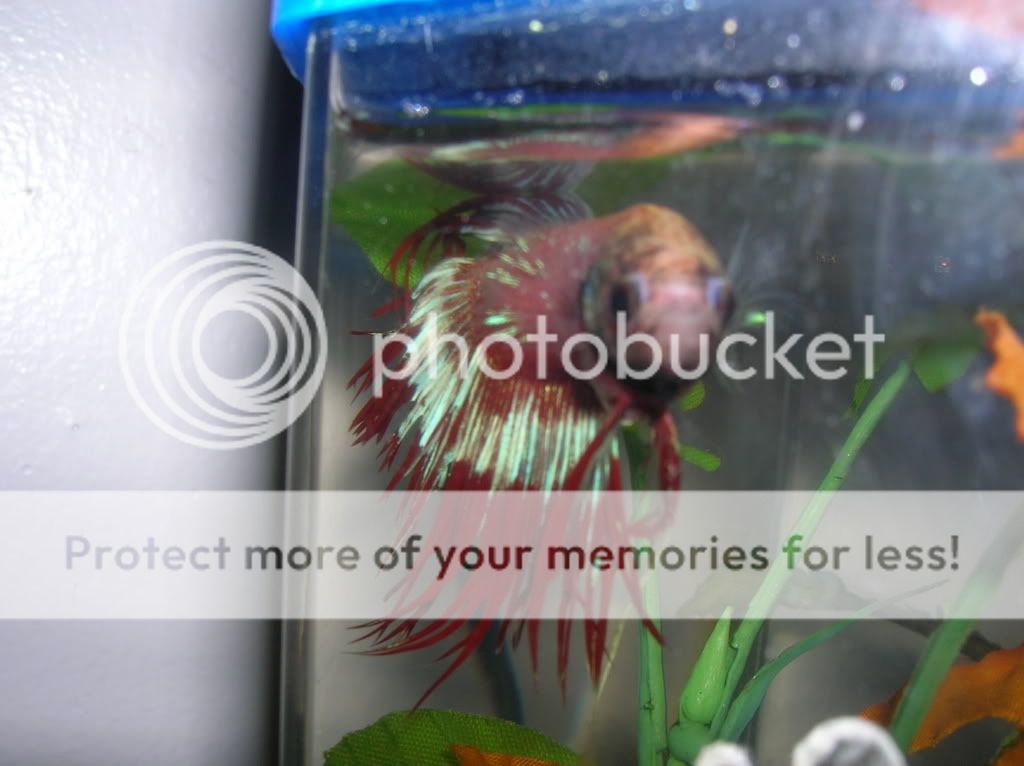 malebettas044.jpg