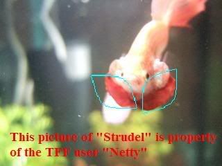Strudel-Netty2.jpg
