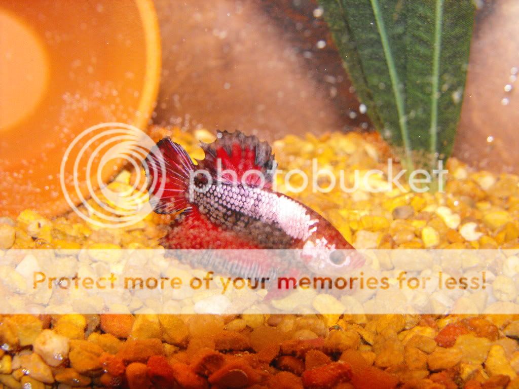 newfish005.jpg