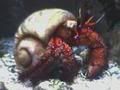 HermitCrabby.jpg