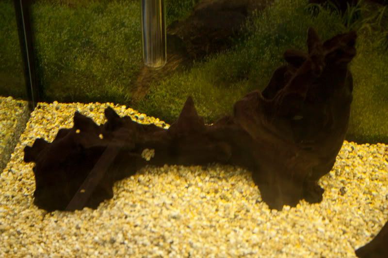 tank7.jpg