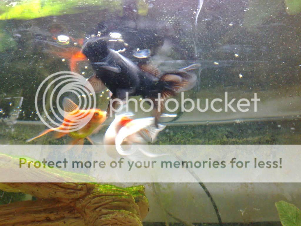 11062008333.jpg