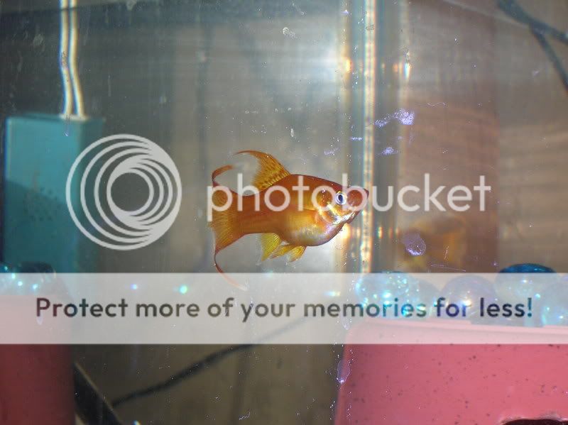 DSCN1154.jpg