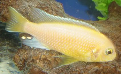 cichlid4.jpg