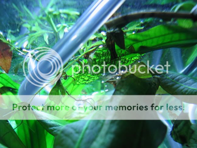 croak004.jpg