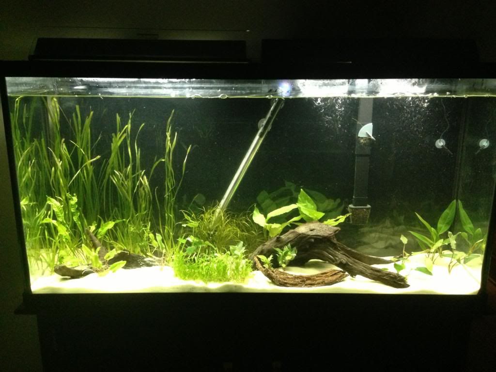 fishtank5.jpg