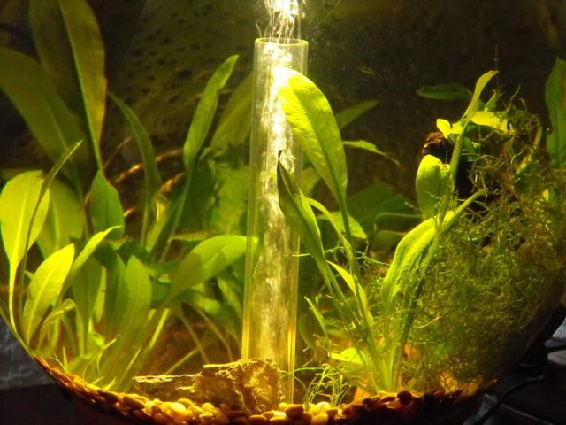 2010_0503fishtank0017.jpg