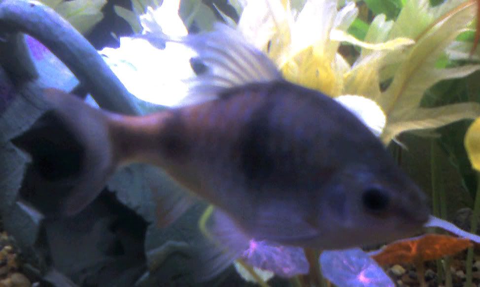 UnknownFish2.jpg