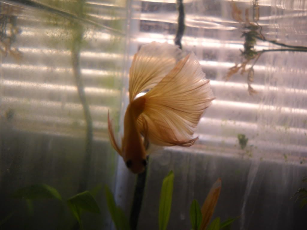 MoreofKiniro005.jpg
