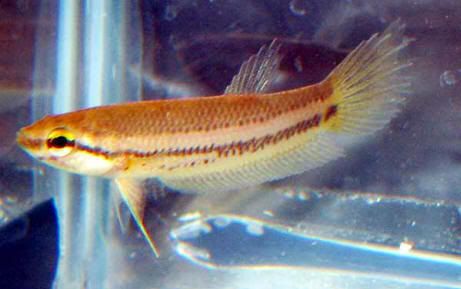 betta20akarensis202.jpg